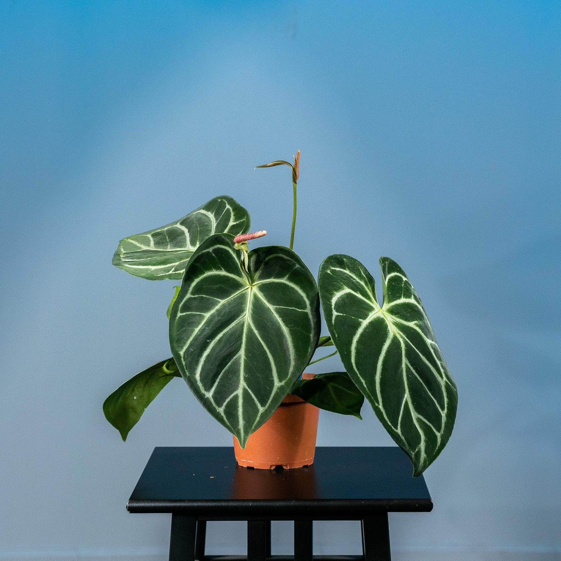 Anthurium Crystallinum x Magnificum Hybrid