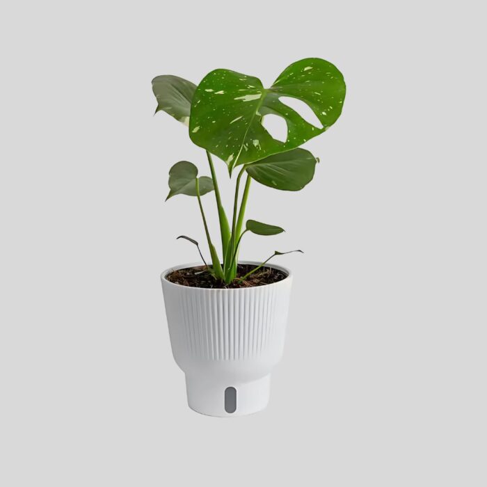 Monstera Thai Constellation