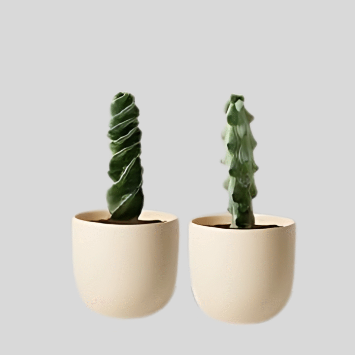 Rare Cactus Live Plant