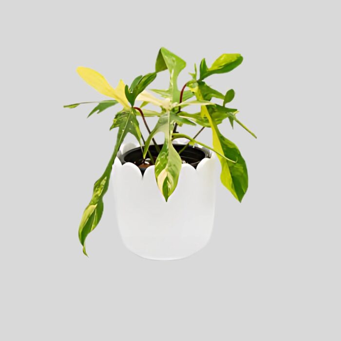 Philodendron Florida Beauty