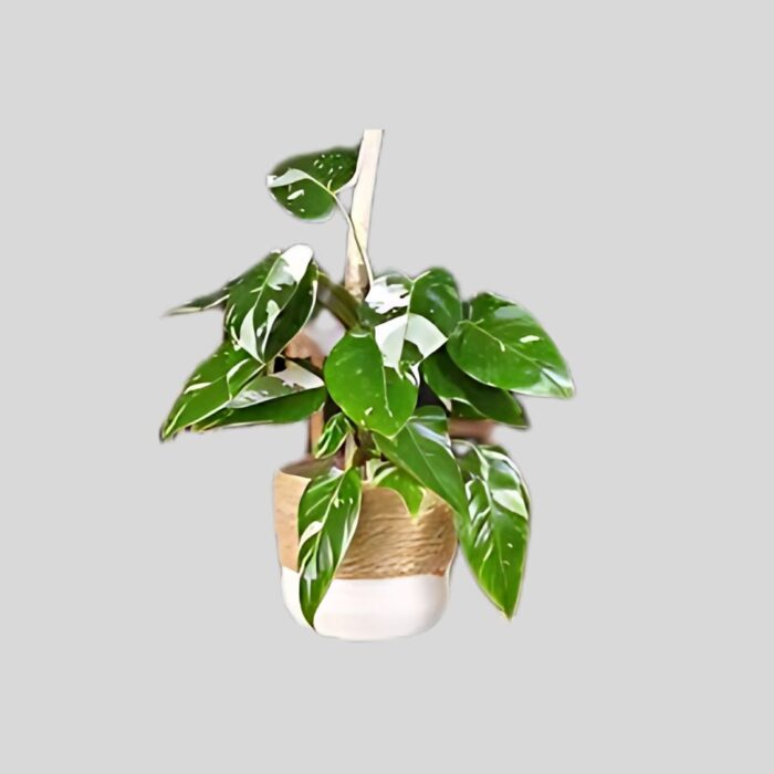 Philodendron White Wizard