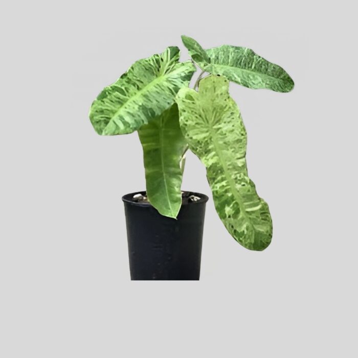 Philodendron Paraiso Verde