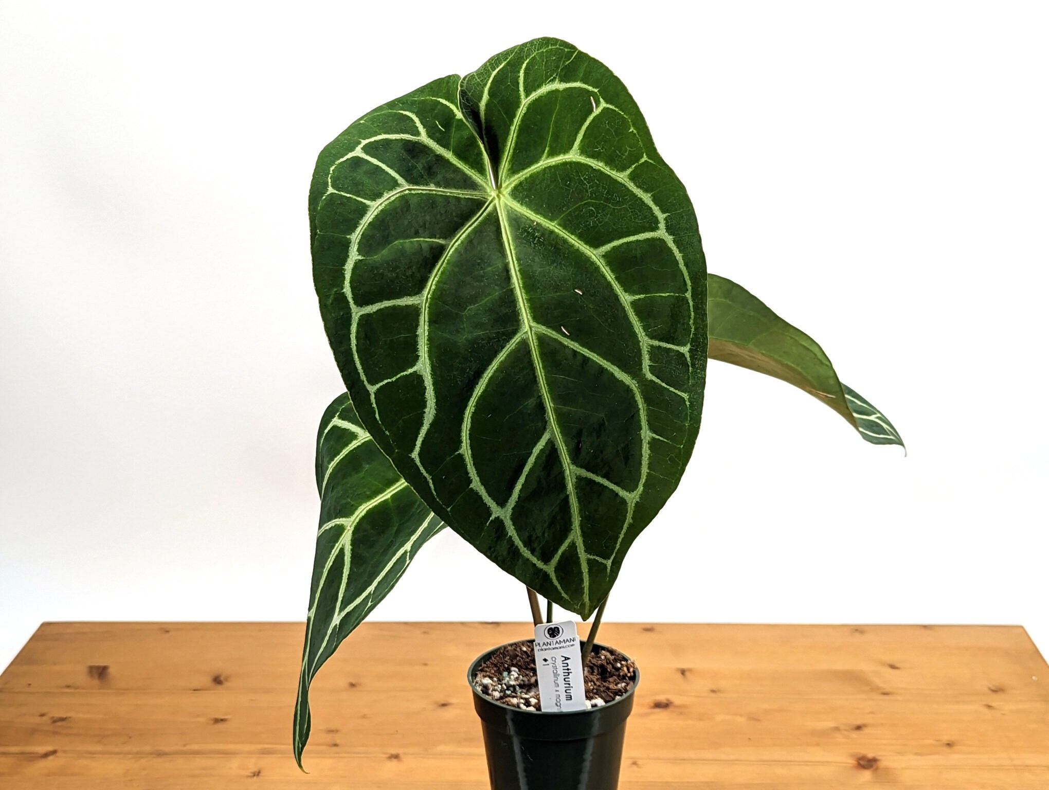 Anthurium propagation tips