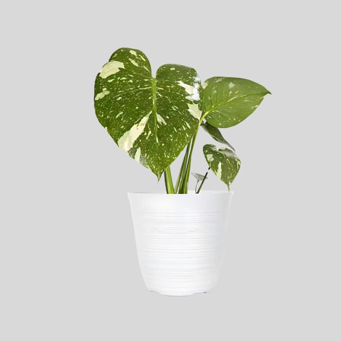 monstera albo borsigiana