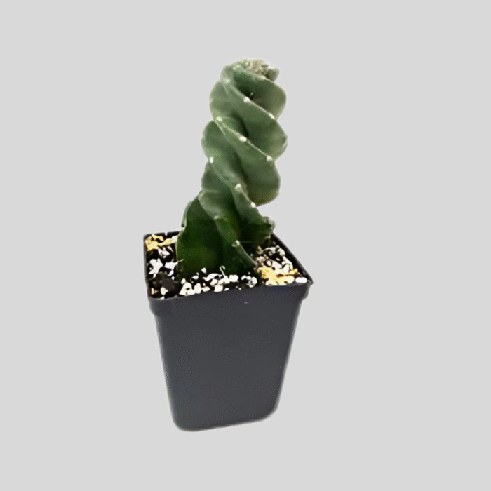 Spiraled Cereus For Sale - Image 2