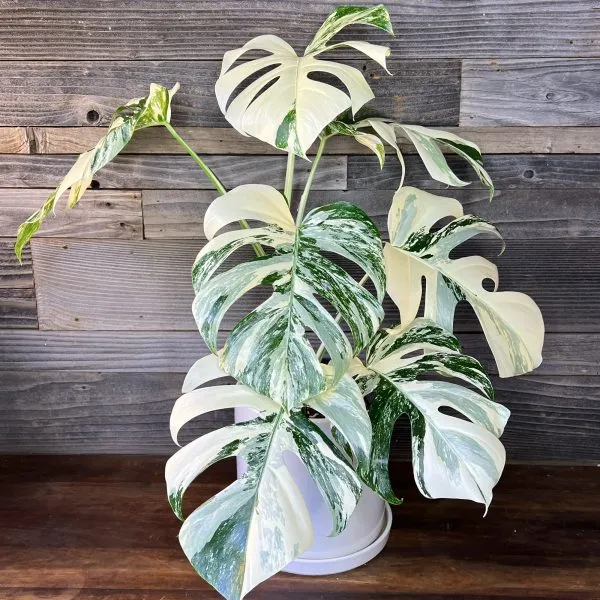 Why is thai constellation monstera so expensive