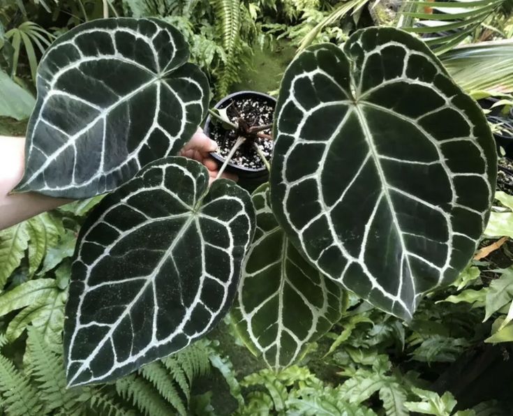 5 Things to Know Before Buying Anthurium Crystallinum x Magnificum | Rare Hybrid Care & Tips