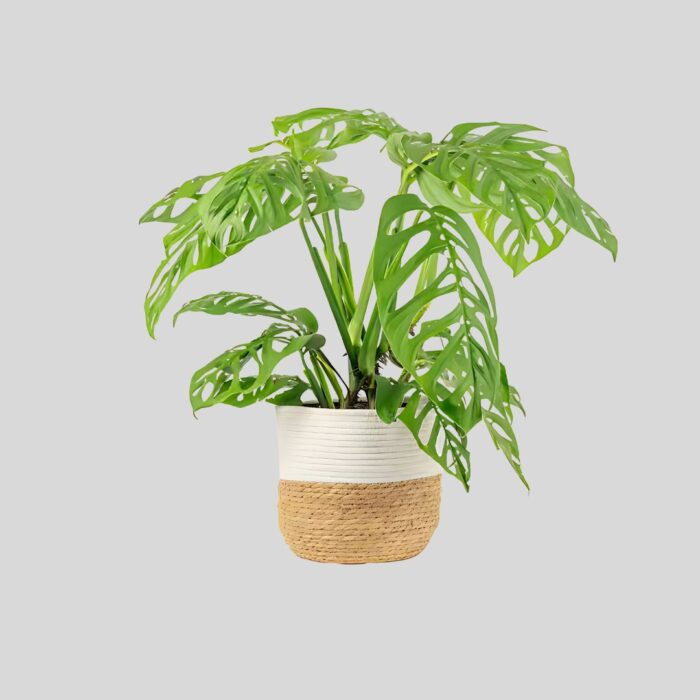 Monstera Obliqua