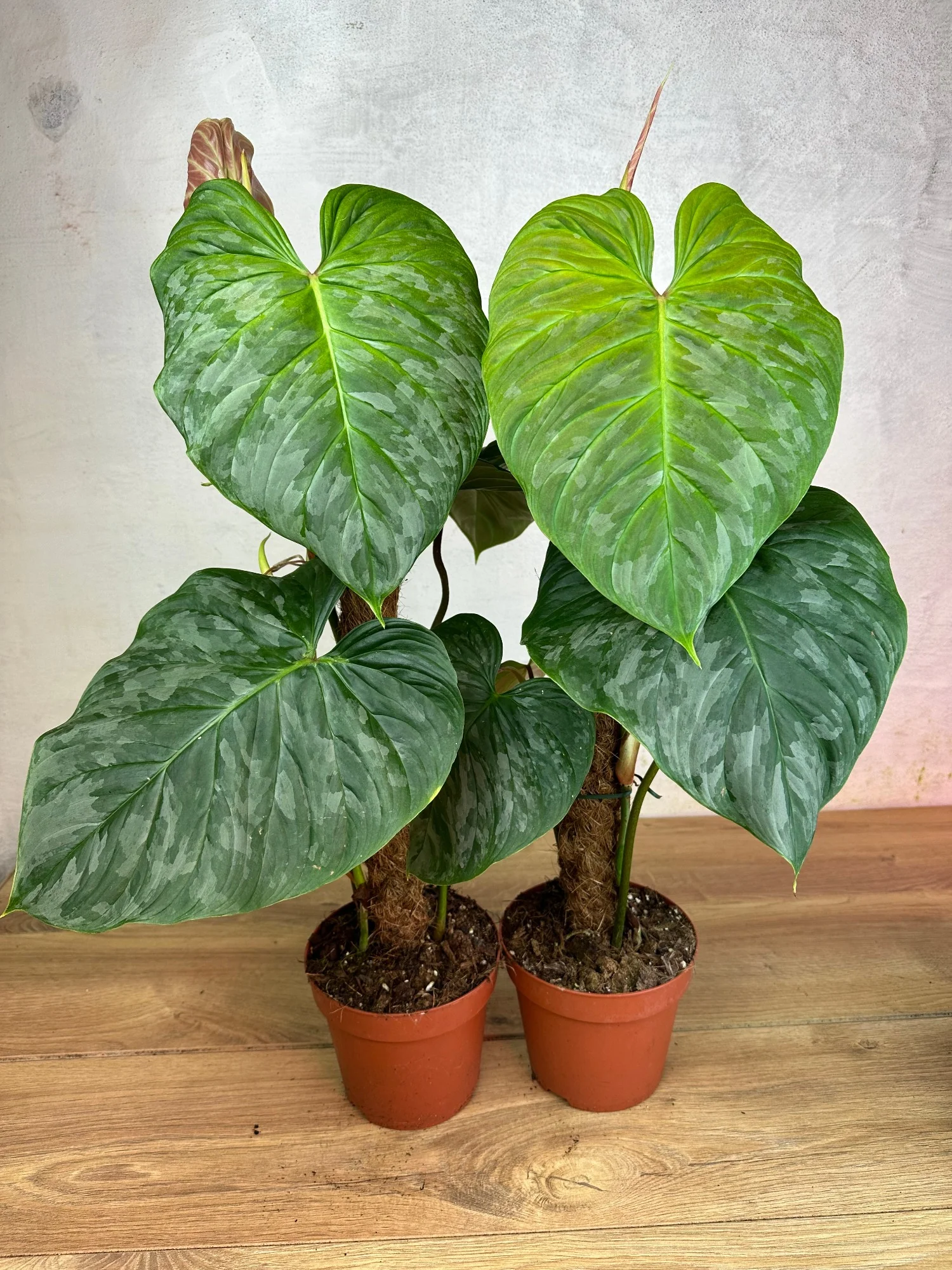 Philodendron Majestic Hybrid