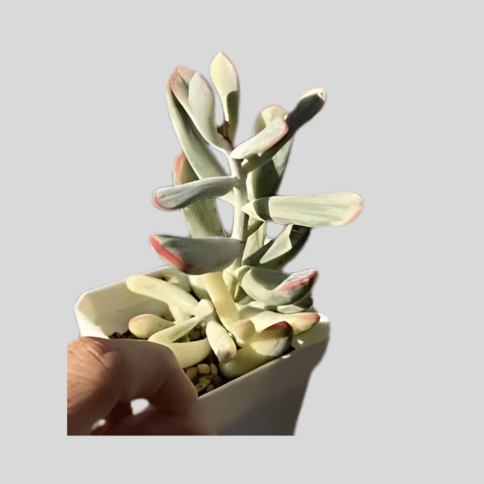 spiraled cereus