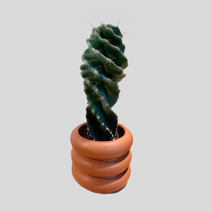 Spiral Cactus 