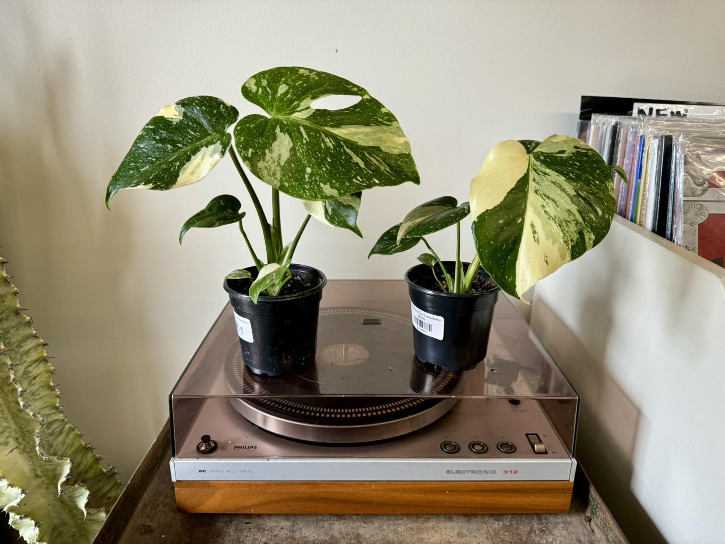 Monstera Thai Constellation stable variegation