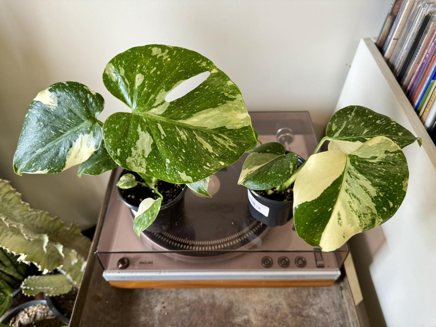 Monstera Thai Constellation price
