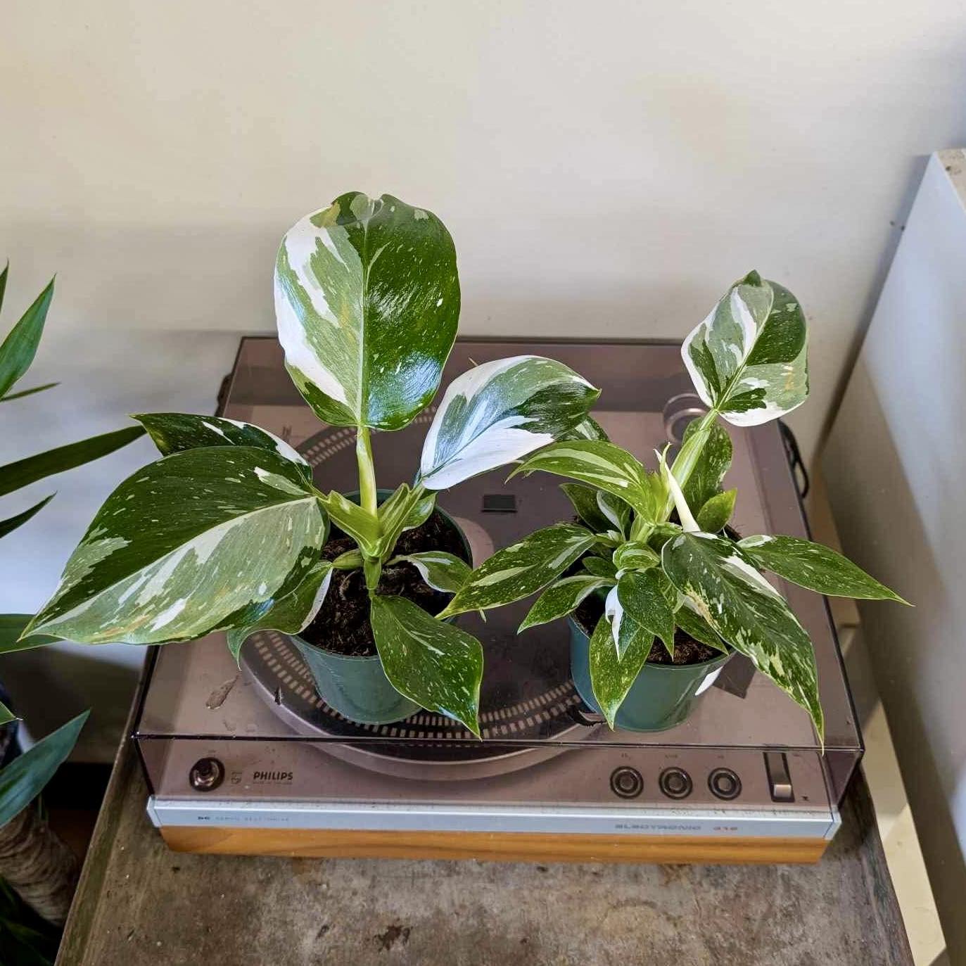 Buy Philodendron White Wizard Online