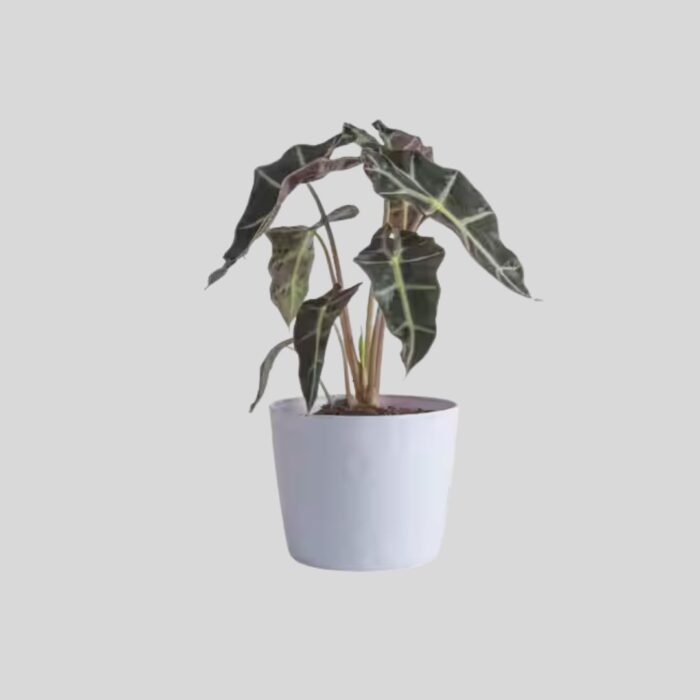 Alocasia Scalprum