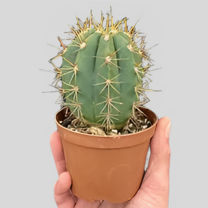 Argentine Saguaro