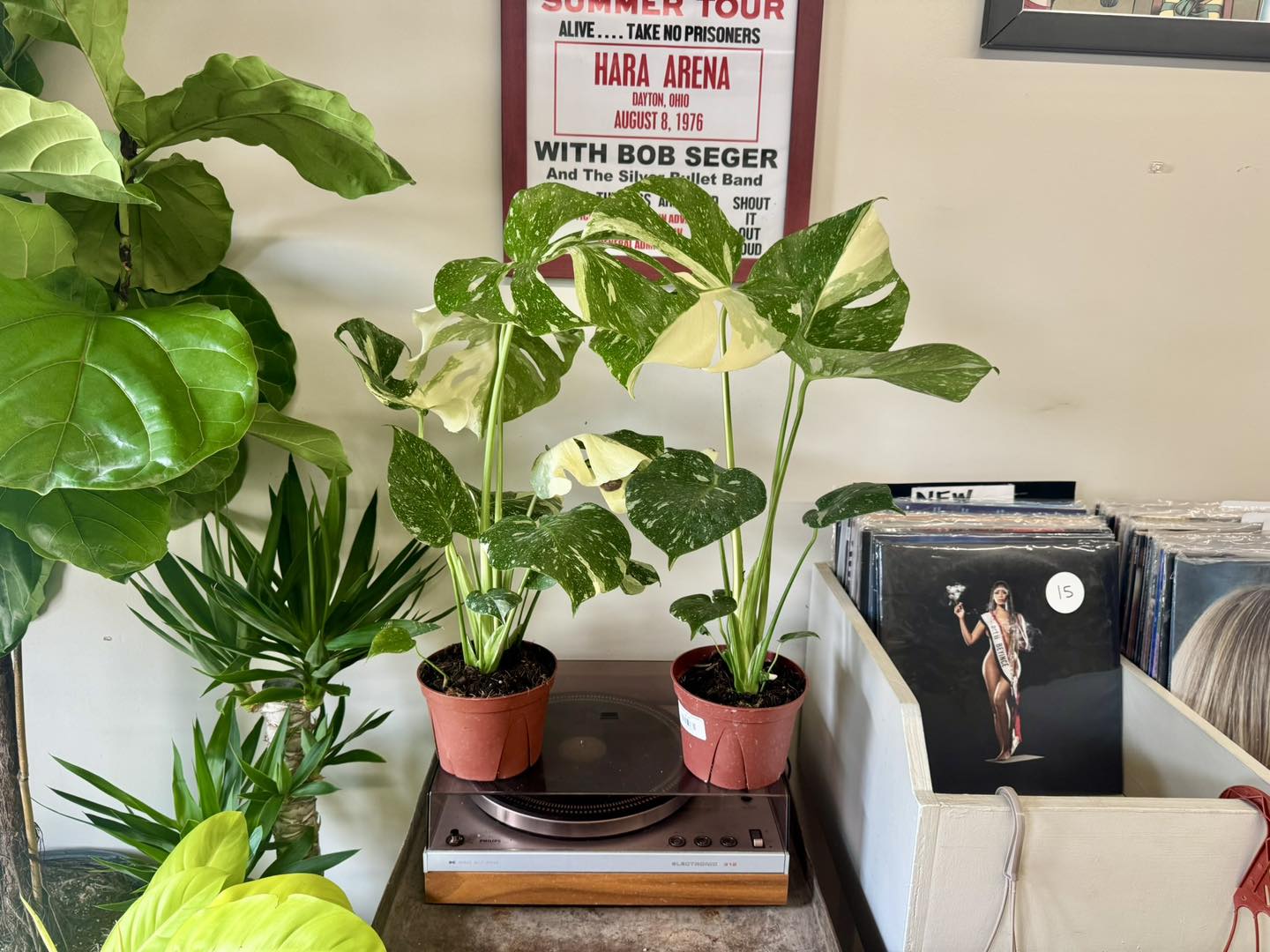 Monstera Thai Constellation online