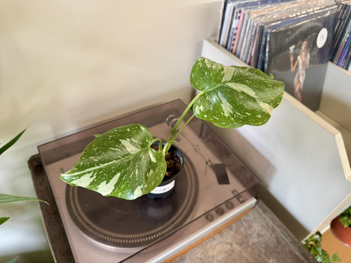 Monstera Thai Constellation vs Albo
