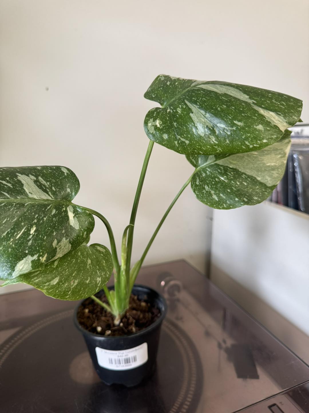 Monstera Thai Constellation care