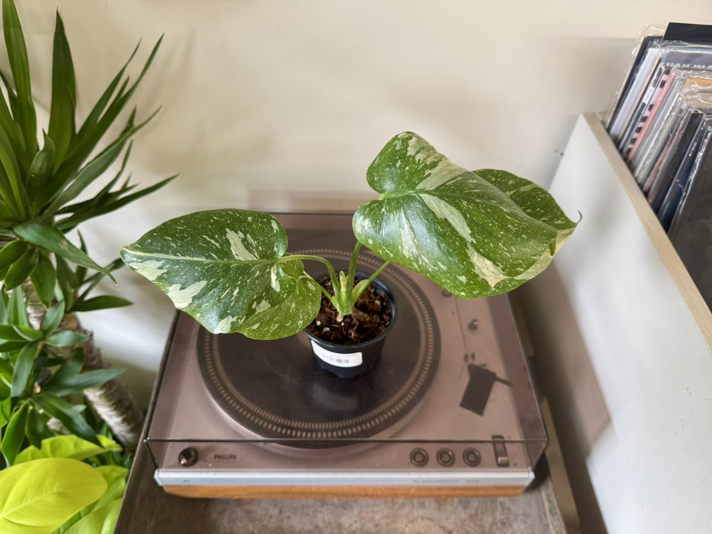 buy Monstera Thai Constellation