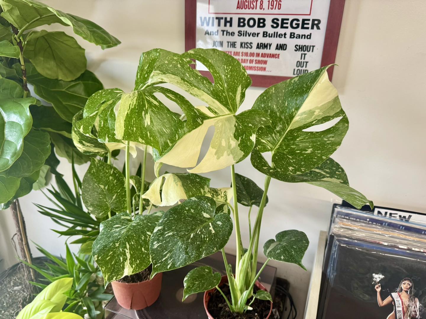 rare variegated Monstera for sale