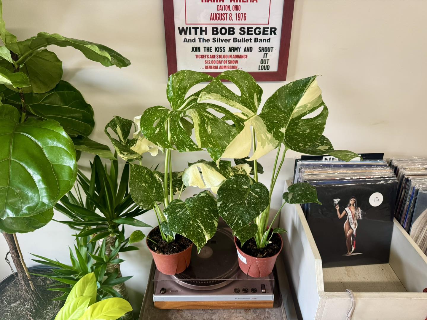 buy Monstera Thai Constellation online