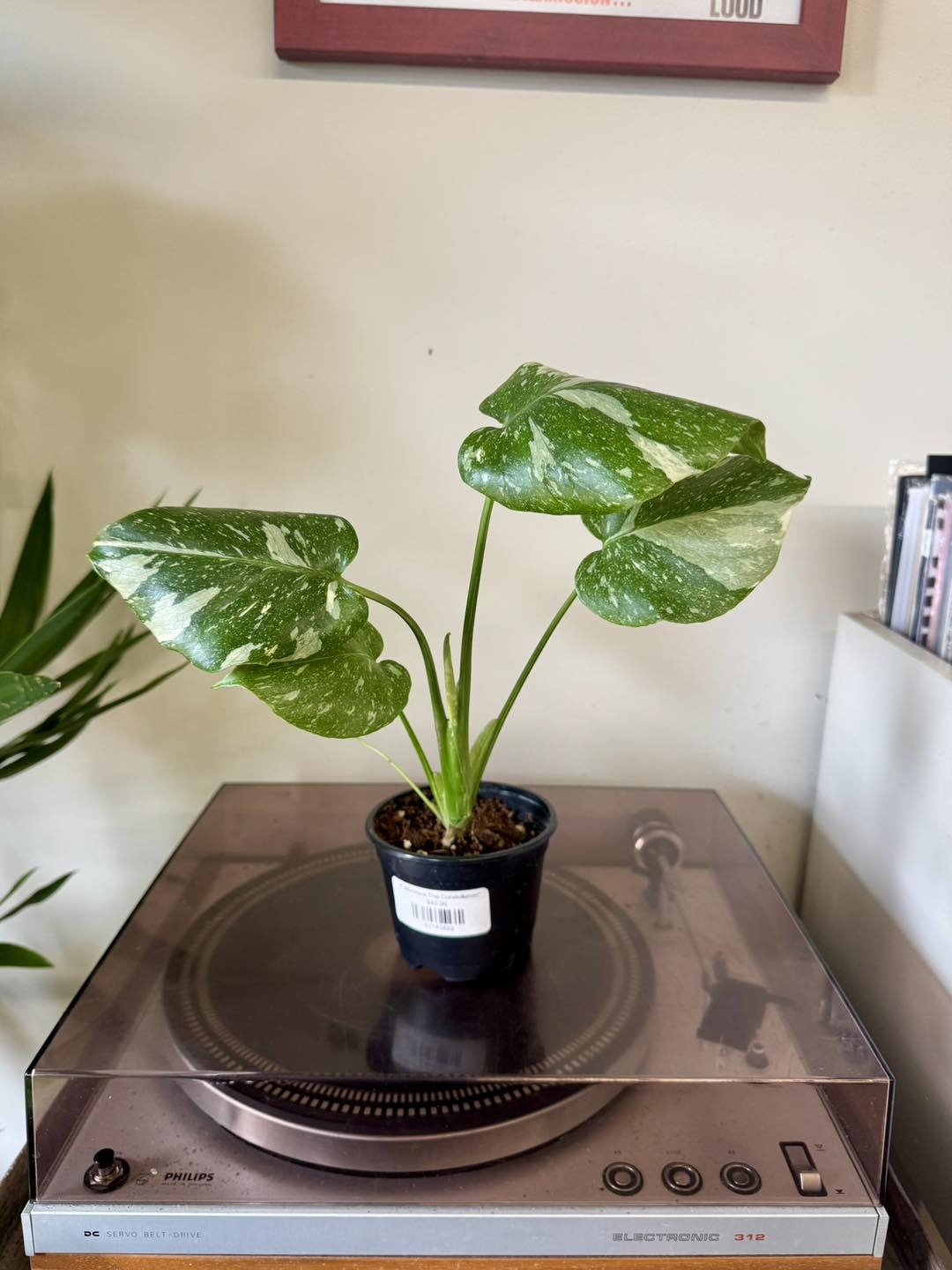 Monstera Thai Constellation for sale