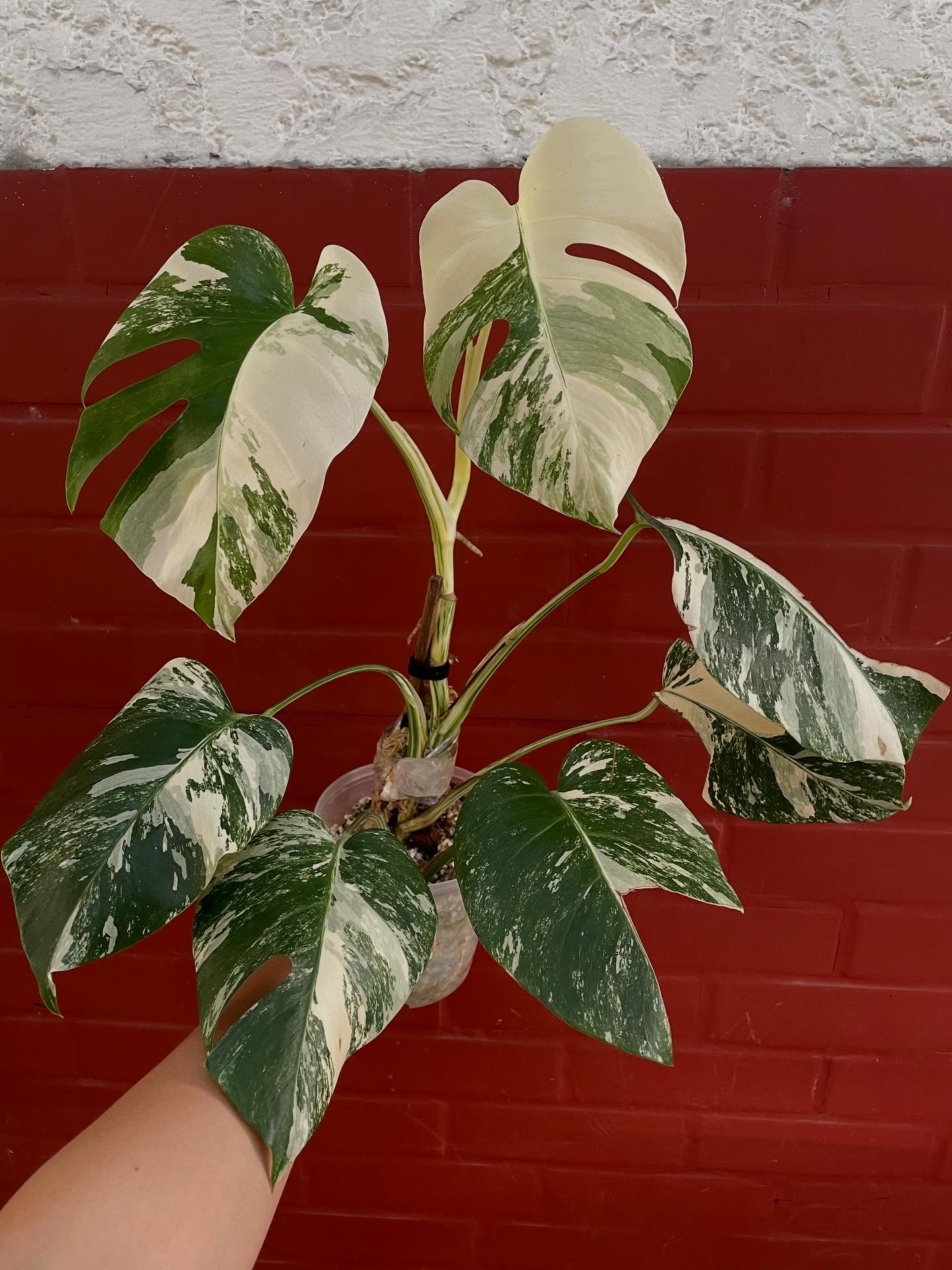 monstera albo borsigiana for sale