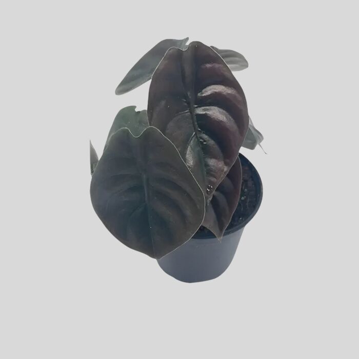 Alocasia Cuprea