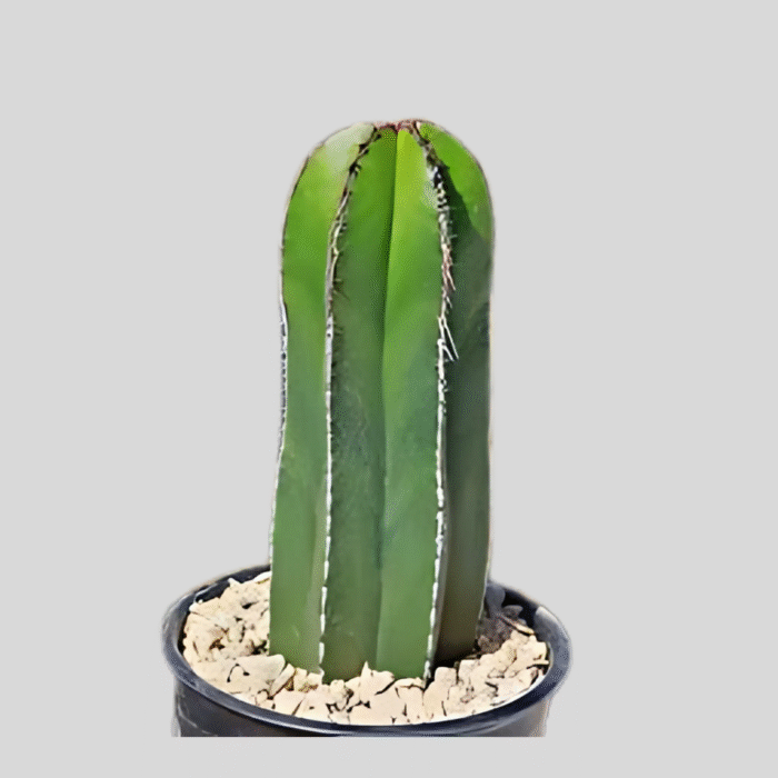 Mexican Fence Post Cactus