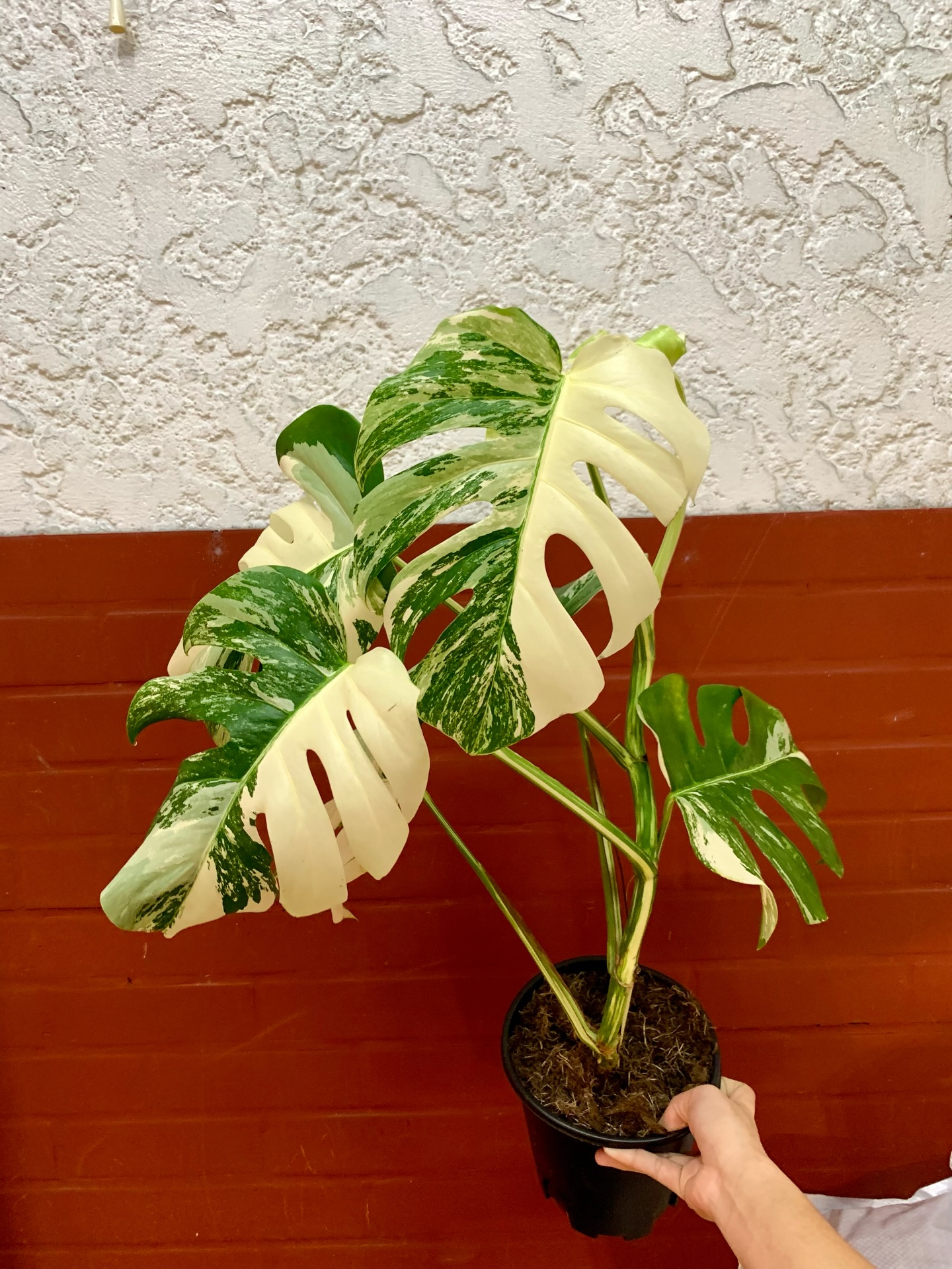 Monstera Albo Borsigiana rooted plant