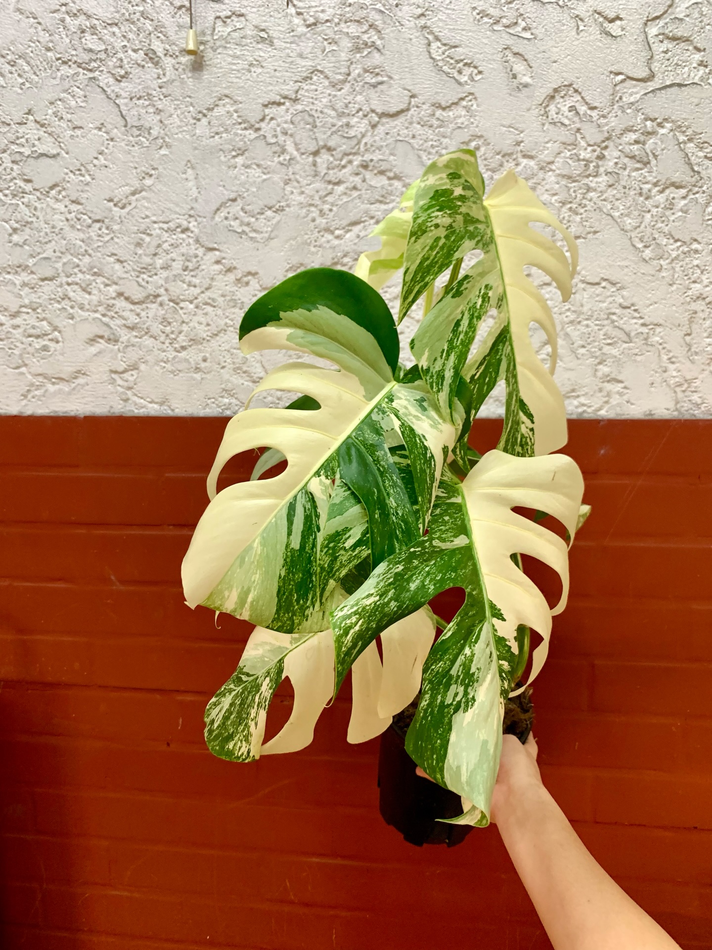 rare white variegated Monstera