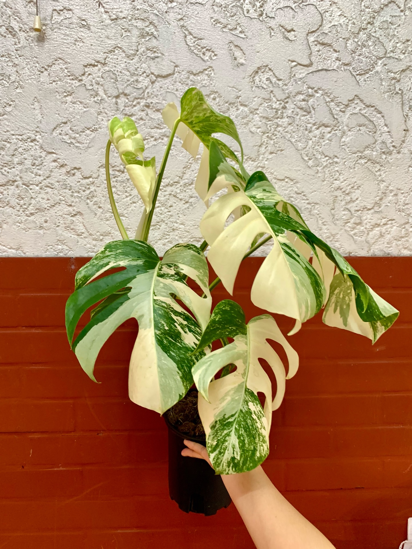 buy Monstera Albo Borsigiana online