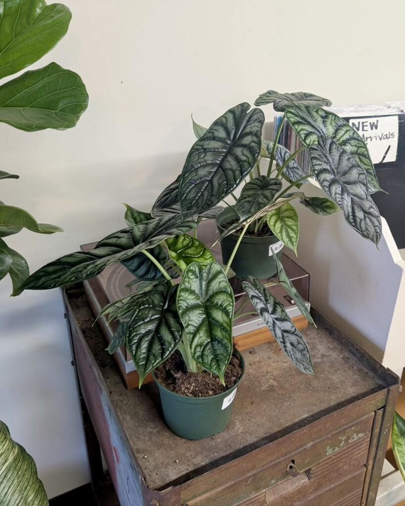 Alocasia baginda 'Dragon Scale'