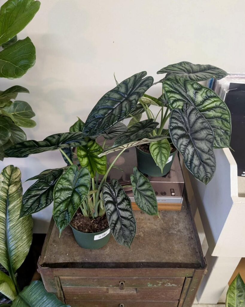 Jewel Alocasia