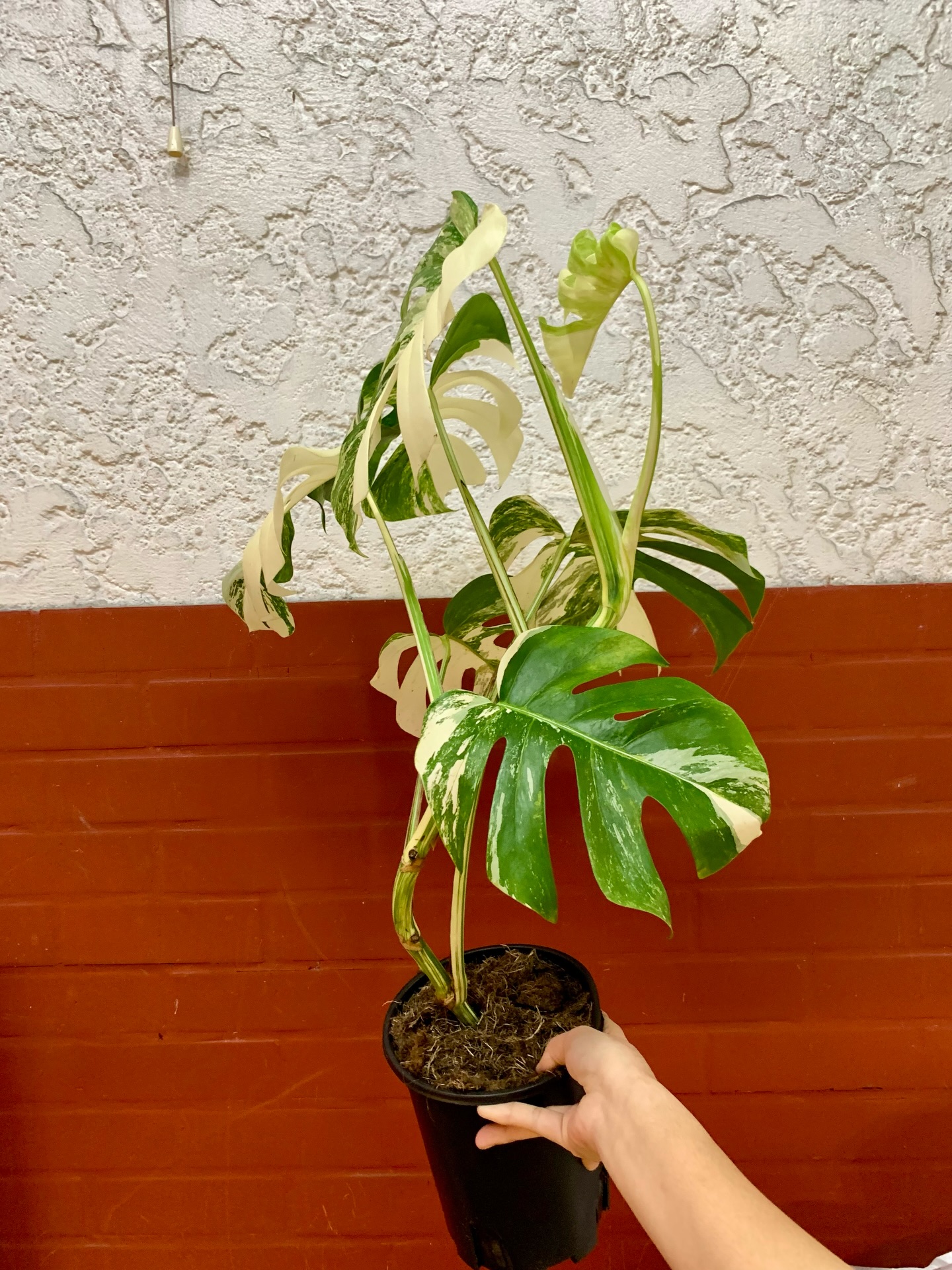 Monstera Albo Borsigiana for sale