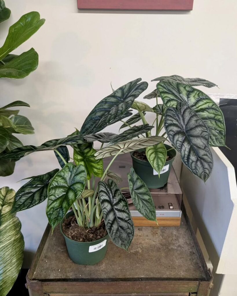 Alocasia Dragon Scale for sale