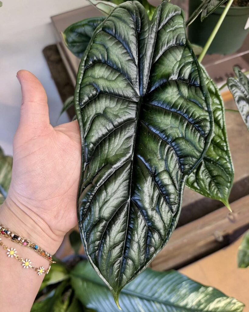 Alocasia Dragon Scale
