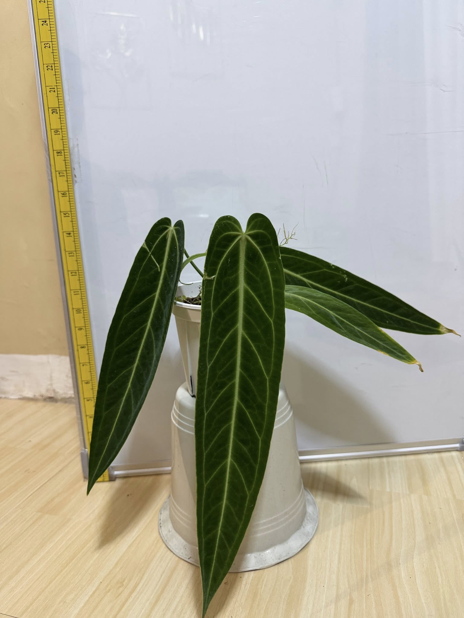 Anthurium Warocqueanum for sale