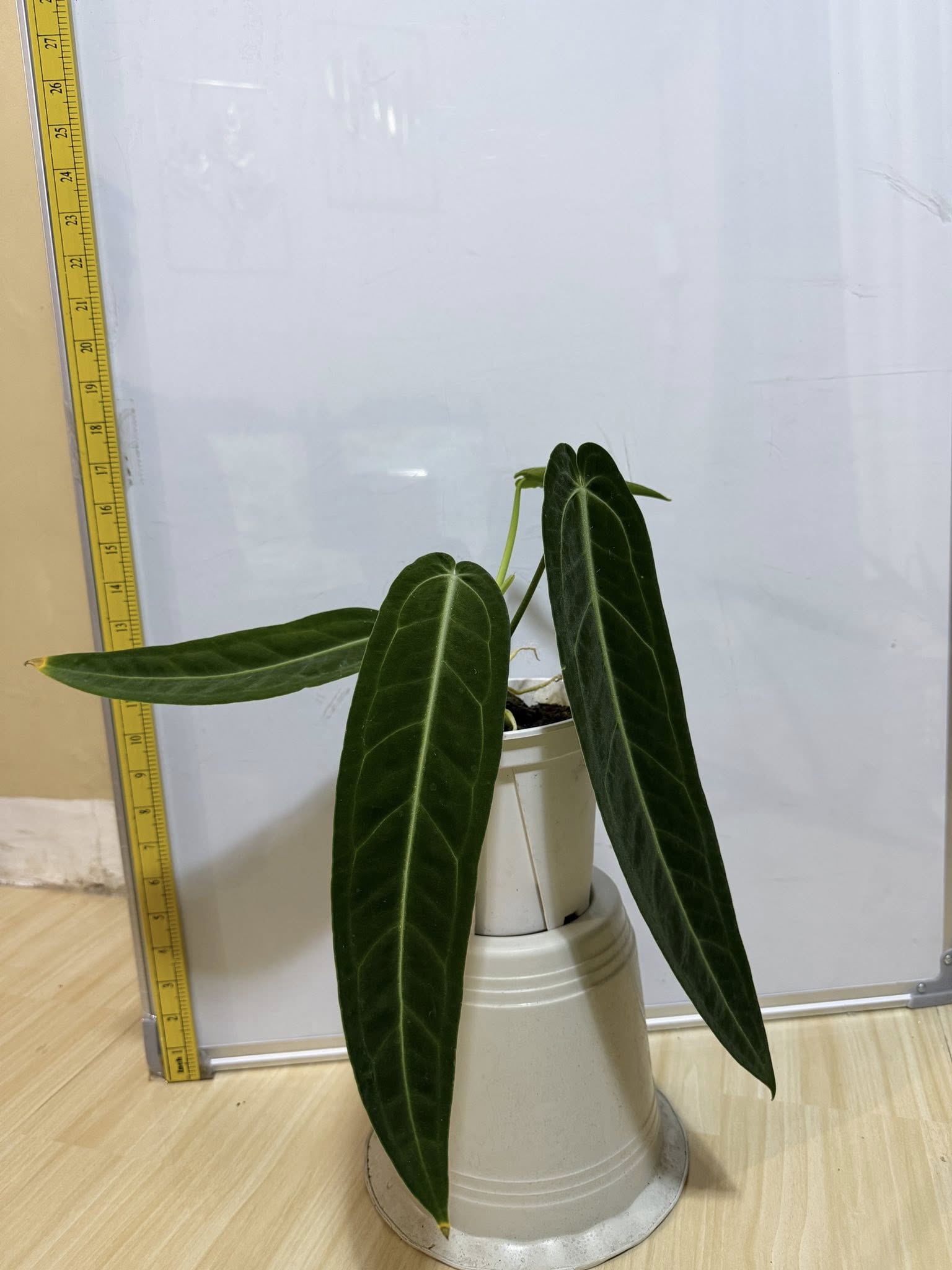 Queen Anthurium