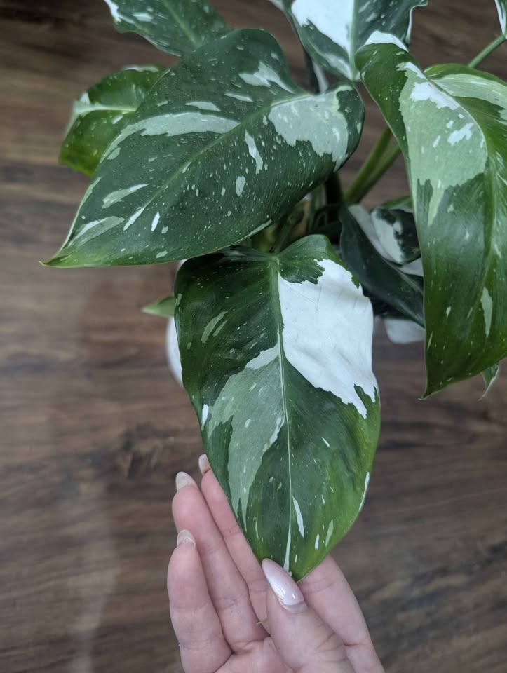 Philodendron White Wizard for sale