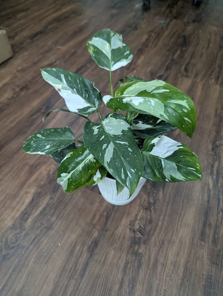 Buy Philodendron White Wizard
