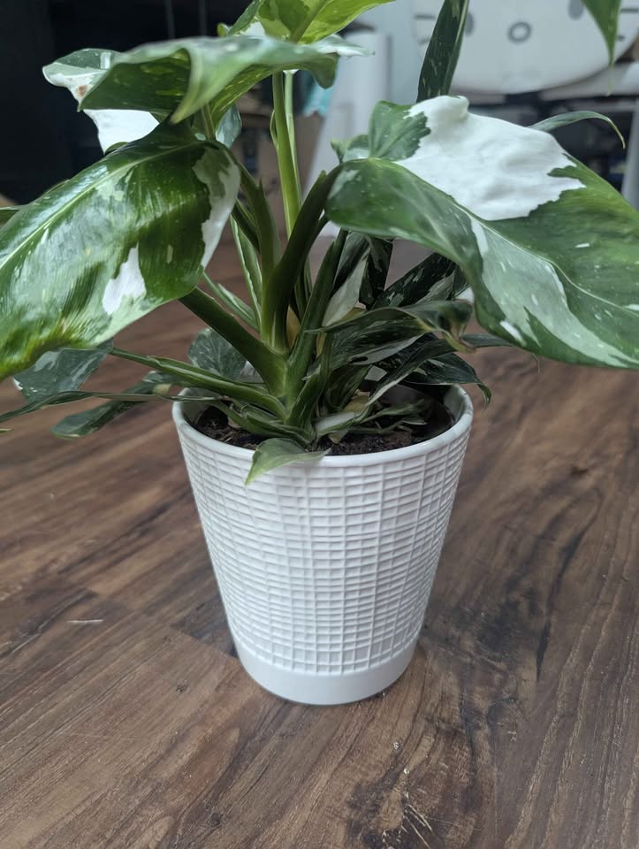 White Wizard Philodendron