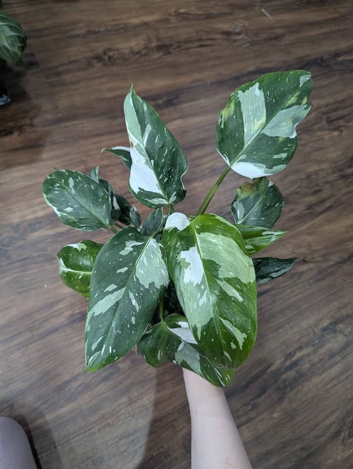 White Wizard vs White Knight Philodendron