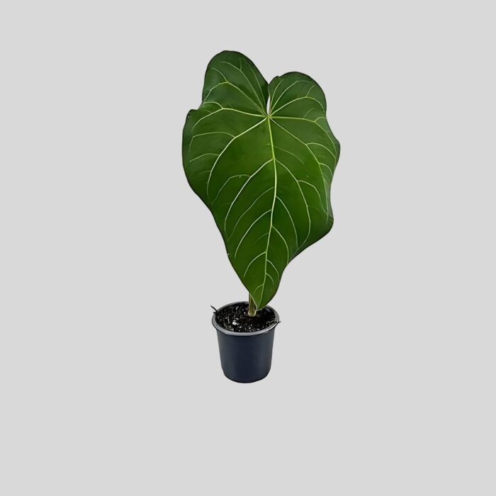 Anthurium Chrystallinum x Magnificum
