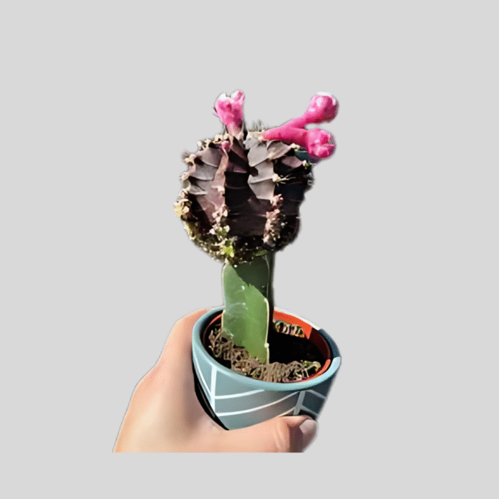 cactus degraft