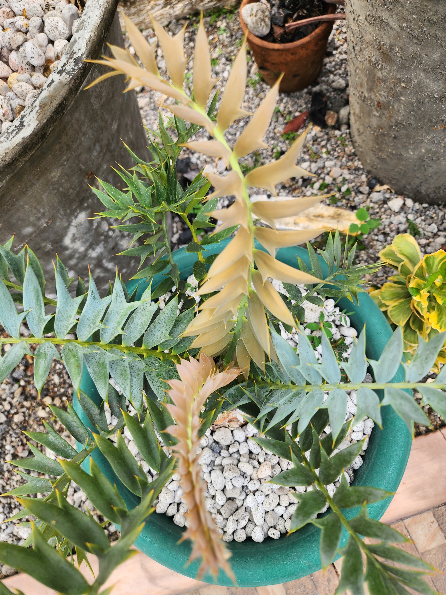 Encephalartos horridus For Sale | The Ultimate Rare Blue Cycad 2026 - Image 6
