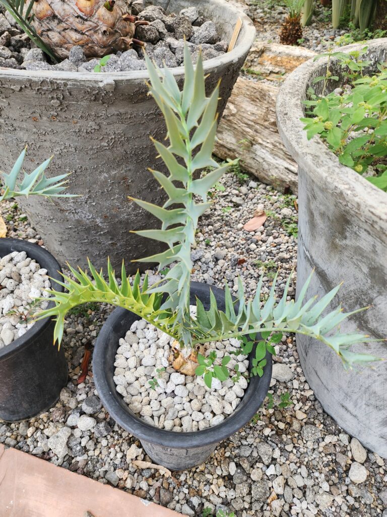 Encephalartos horridus for sale