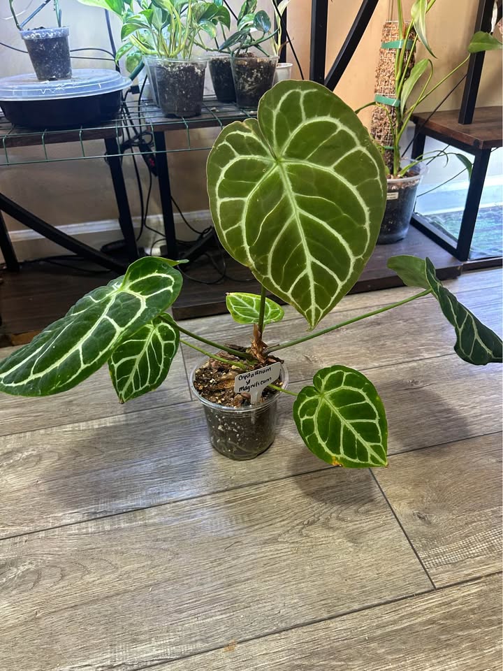 Anthurium Crystallinum x Magnificum for sale