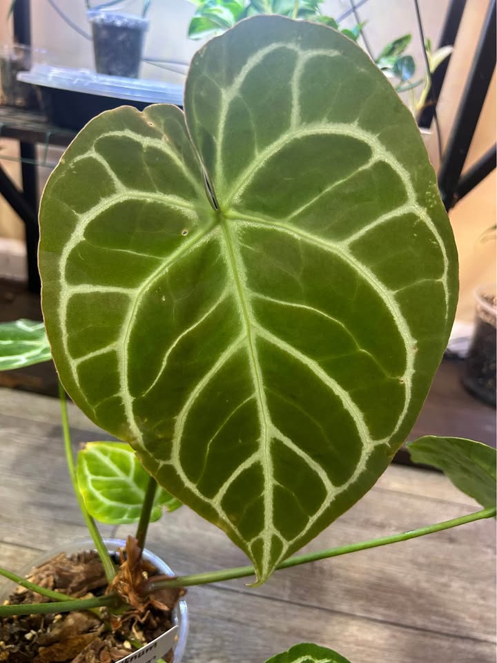 Anthurium Crystallinum x Magnificum